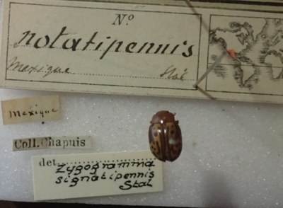 BE-RBINS-ENT Calligrapha_263 Calligrapha notatipennis Label.jpg