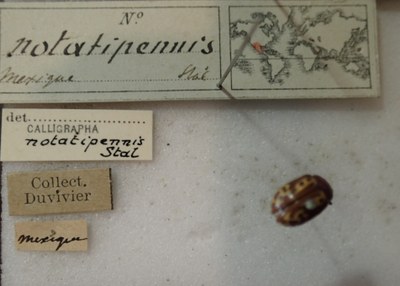 BE-RBINS-ENT Calligrapha_264 Calligrapha notatipennis Label.jpg