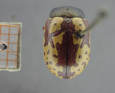 BE-RBINS-ENT Calligrapha_266 Calligrapha notatipennis Dorsal.jpg BE-RBINS-ENT Calligrapha_266 Calligrapha notatipennis Dorsal.jpg