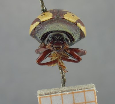 BE-RBINS-ENT Calligrapha_266 Calligrapha notatipennis Frontal.jpg BE-RBINS-ENT Calligrapha_266 Calligrapha notatipennis Frontal.jpg