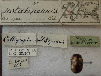BE-RBINS-ENT Calligrapha_266 Calligrapha notatipennis Label.jpg BE-RBINS-ENT Calligrapha_266 Calligrapha notatipennis Label.jpg