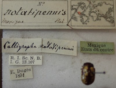 BE-RBINS-ENT Calligrapha_266 Calligrapha notatipennis Label.jpg