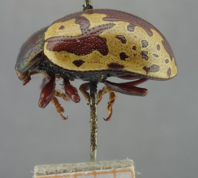 BE-RBINS-ENT Calligrapha_266 Calligrapha notatipennis Lateral.jpg BE-RBINS-ENT Calligrapha_266 Calligrapha notatipennis Lateral.jpg