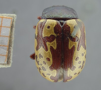 BE-RBINS-ENT Calligrapha_267 Calligrapha notatipennis Dorsal.jpg BE-RBINS-ENT Calligrapha_267 Calligrapha notatipennis Dorsal.jpg
