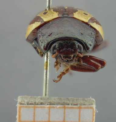 BE-RBINS-ENT Calligrapha_267 Calligrapha notatipennis Frontal.jpg BE-RBINS-ENT Calligrapha_267 Calligrapha notatipennis Frontal.jpg