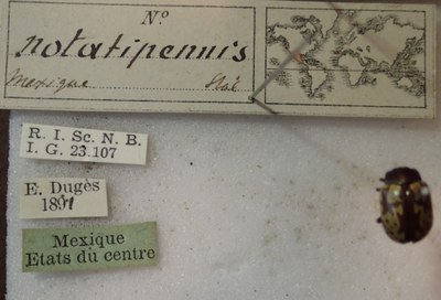BE-RBINS-ENT Calligrapha_267 Calligrapha notatipennis Label.jpg BE-RBINS-ENT Calligrapha_267 Calligrapha notatipennis Label.jpg