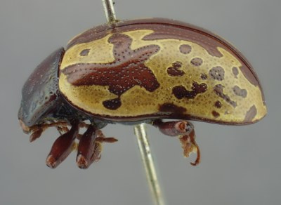BE-RBINS-ENT Calligrapha_267 Calligrapha notatipennis Lateral.jpg BE-RBINS-ENT Calligrapha_267 Calligrapha notatipennis Lateral.jpg