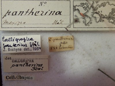 BE-RBINS-ENT Calligrapha_269 Calligrapha pantherina Label.jpg BE-RBINS-ENT Calligrapha_269 Calligrapha pantherina Label.jpg