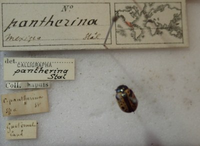 BE-RBINS-ENT Calligrapha_270 Calligrapha pantherina Label.jpg BE-RBINS-ENT Calligrapha_270 Calligrapha pantherina Label.jpg