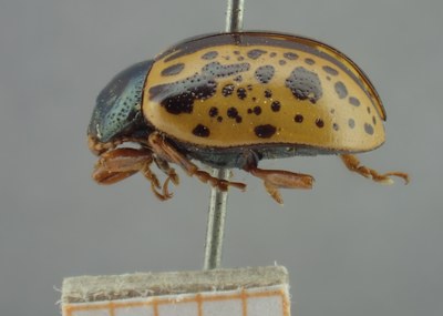 BE-RBINS-ENT Calligrapha_270 Calligrapha pantherina Lateral.jpg BE-RBINS-ENT Calligrapha_270 Calligrapha pantherina Lateral.jpg