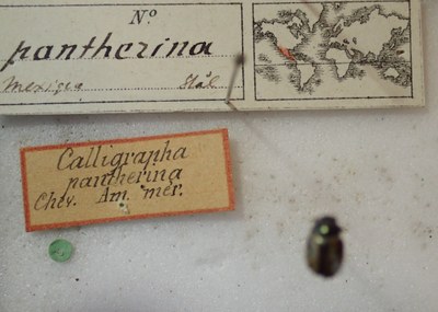 BE-RBINS-ENT Calligrapha_271 Calligrapha pantherina Label.jpg BE-RBINS-ENT Calligrapha_271 Calligrapha pantherina Label.jpg