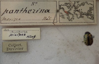 BE-RBINS-ENT Calligrapha_272 Calligrapha pantherina Label.jpg BE-RBINS-ENT Calligrapha_272 Calligrapha pantherina Label.jpg