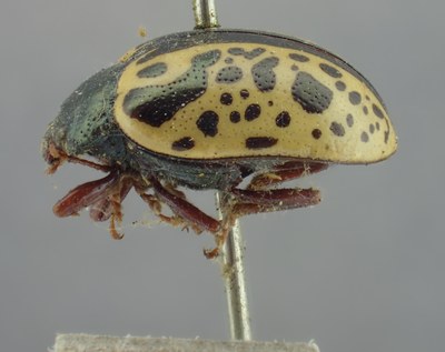 BE-RBINS-ENT Calligrapha_272 Calligrapha pantherina Lateral.jpg BE-RBINS-ENT Calligrapha_272 Calligrapha pantherina Lateral.jpg