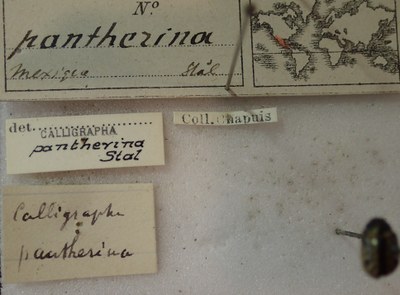 BE-RBINS-ENT Calligrapha_274 Calligrapha pantherina Label.jpg BE-RBINS-ENT Calligrapha_274 Calligrapha pantherina Label.jpg