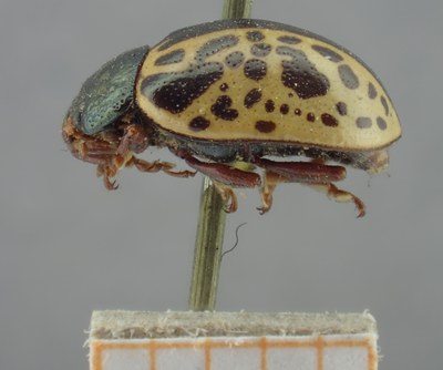 BE-RBINS-ENT Calligrapha_274 Calligrapha pantherina Lateral.jpg BE-RBINS-ENT Calligrapha_274 Calligrapha pantherina Lateral.jpg