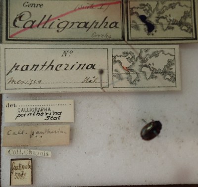 BE-RBINS-ENT Calligrapha_275 Calligrapha pantherina Label.jpg BE-RBINS-ENT Calligrapha_275 Calligrapha pantherina Label.jpg