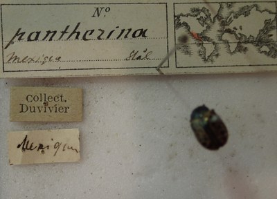 BE-RBINS-ENT Calligrapha_276 Calligrapha pantherina Label.jpg BE-RBINS-ENT Calligrapha_276 Calligrapha pantherina Label.jpg