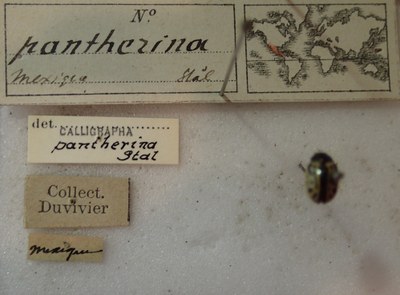 BE-RBINS-ENT Calligrapha_277 Calligrapha pantherina Label.jpg BE-RBINS-ENT Calligrapha_277 Calligrapha pantherina Label.jpg