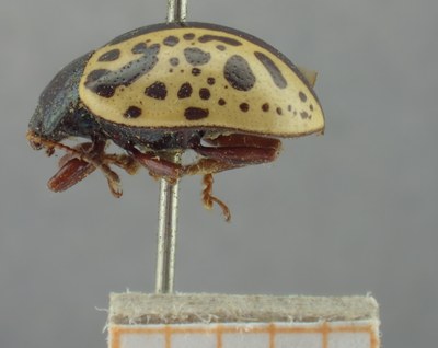 BE-RBINS-ENT Calligrapha_277 Calligrapha pantherina Lateral.jpg BE-RBINS-ENT Calligrapha_277 Calligrapha pantherina Lateral.jpg