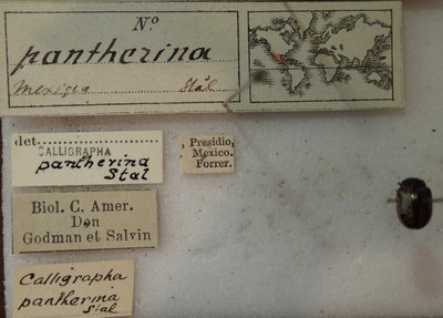 BE-RBINS-ENT Calligrapha_278 Calligrapha pantherina Label.jpg BE-RBINS-ENT Calligrapha_278 Calligrapha pantherina Label.jpg