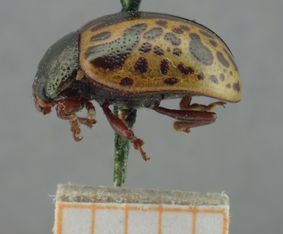 BE-RBINS-ENT Calligrapha_278 Calligrapha pantherina Lateral.jpg BE-RBINS-ENT Calligrapha_278 Calligrapha pantherina Lateral.jpg