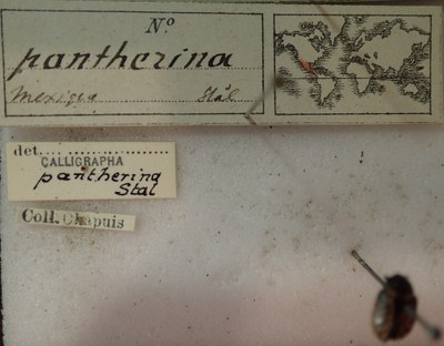 BE-RBINS-ENT Calligrapha_279 Calligrapha pantherina Label.jpg BE-RBINS-ENT Calligrapha_279 Calligrapha pantherina Label.jpg