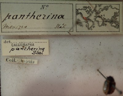 BE-RBINS-ENT Calligrapha_279 Calligrapha pantherina Label.jpg