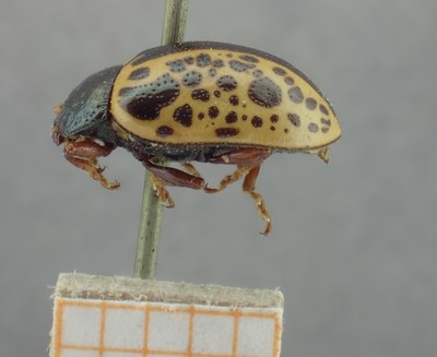 BE-RBINS-ENT Calligrapha_279 Calligrapha pantherina Lateral.jpg BE-RBINS-ENT Calligrapha_279 Calligrapha pantherina Lateral.jpg