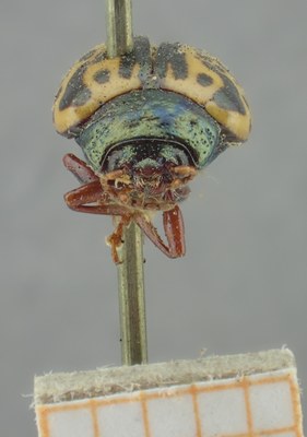 BE-RBINS-ENT Calligrapha_280 Calligrapha pantherina Frontal.jpg BE-RBINS-ENT Calligrapha_280 Calligrapha pantherina Frontal.jpg