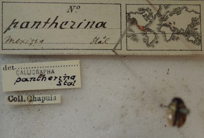 BE-RBINS-ENT Calligrapha_280 Calligrapha pantherina Label.jpg BE-RBINS-ENT Calligrapha_280 Calligrapha pantherina Label.jpg