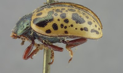 BE-RBINS-ENT Calligrapha_280 Calligrapha pantherina Lateral.jpg BE-RBINS-ENT Calligrapha_280 Calligrapha pantherina Lateral.jpg