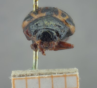 BE-RBINS-ENT Calligrapha_281 Calligrapha pantherina Frontal.jpg BE-RBINS-ENT Calligrapha_281 Calligrapha pantherina Frontal.jpg