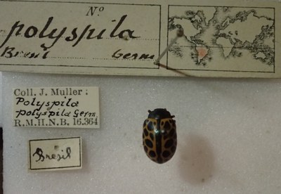 BE-RBINS-ENT Calligrapha_281 Calligrapha pantherina Label.jpg BE-RBINS-ENT Calligrapha_281 Calligrapha pantherina Label.jpg