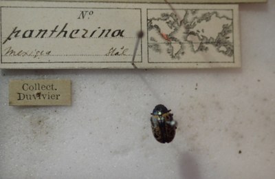 BE-RBINS-ENT Calligrapha_282 Calligrapha pantherina Label.jpg BE-RBINS-ENT Calligrapha_282 Calligrapha pantherina Label.jpg