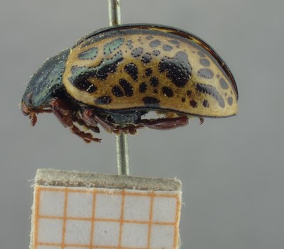 BE-RBINS-ENT Calligrapha_282 Calligrapha pantherina Lateral.jpg BE-RBINS-ENT Calligrapha_282 Calligrapha pantherina Lateral.jpg