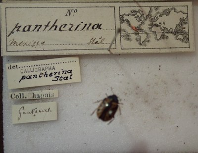 BE-RBINS-ENT Calligrapha_283 Calligrapha pantherina Label.jpg BE-RBINS-ENT Calligrapha_283 Calligrapha pantherina Label.jpg