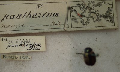 BE-RBINS-ENT Calligrapha_284 Calligrapha pantherina Label.jpg BE-RBINS-ENT Calligrapha_284 Calligrapha pantherina Label.jpg