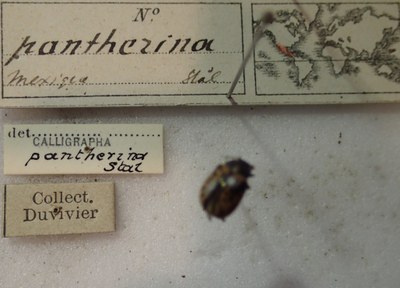BE-RBINS-ENT Calligrapha_285 Calligrapha pantherina Label.jpg BE-RBINS-ENT Calligrapha_285 Calligrapha pantherina Label.jpg