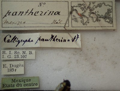BE-RBINS-ENT Calligrapha_286 Calligrapha pantherina Label.jpg BE-RBINS-ENT Calligrapha_286 Calligrapha pantherina Label.jpg