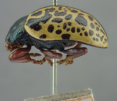 BE-RBINS-ENT Calligrapha_286 Calligrapha pantherina Lateral.jpg BE-RBINS-ENT Calligrapha_286 Calligrapha pantherina Lateral.jpg