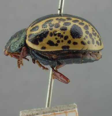 BE-RBINS-ENT Calligrapha_287 Calligrapha pantherina Lateral.jpg BE-RBINS-ENT Calligrapha_287 Calligrapha pantherina Lateral.jpg