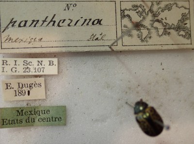 BE-RBINS-ENT Calligrapha_287 Calligrapha pantherina Label.jpg BE-RBINS-ENT Calligrapha_287 Calligrapha pantherina Label.jpg