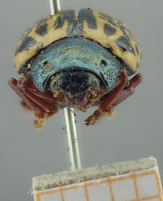 BE-RBINS-ENT Calligrapha_288 Calligrapha pantherina Frontal.jpg BE-RBINS-ENT Calligrapha_288 Calligrapha pantherina Frontal.jpg