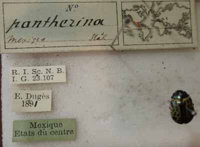 BE-RBINS-ENT Calligrapha_288 Calligrapha pantherina Label.jpg BE-RBINS-ENT Calligrapha_288 Calligrapha pantherina Label.jpg