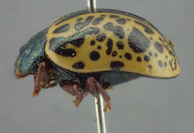 BE-RBINS-ENT Calligrapha_288 Calligrapha pantherina Lateral.jpg BE-RBINS-ENT Calligrapha_288 Calligrapha pantherina Lateral.jpg