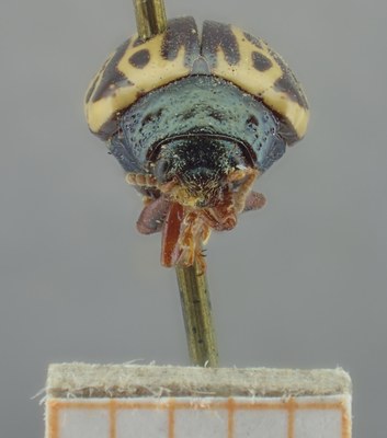 BE-RBINS-ENT Calligrapha_289 Calligrapha pantherina Frontal.jpg BE-RBINS-ENT Calligrapha_289 Calligrapha pantherina Frontal.jpg