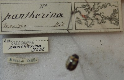 BE-RBINS-ENT Calligrapha_289 Calligrapha pantherina Label.jpg BE-RBINS-ENT Calligrapha_289 Calligrapha pantherina Label.jpg
