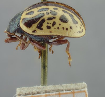 BE-RBINS-ENT Calligrapha_289 Calligrapha pantherina Lateral.jpg BE-RBINS-ENT Calligrapha_289 Calligrapha pantherina Lateral.jpg
