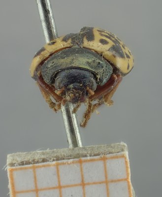 BE-RBINS-ENT Calligrapha_290 Calligrapha pantherina Frontal.jpg BE-RBINS-ENT Calligrapha_290 Calligrapha pantherina Frontal.jpg