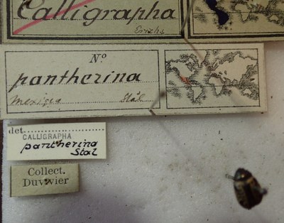 BE-RBINS-ENT Calligrapha_290 Calligrapha pantherina Label.jpg BE-RBINS-ENT Calligrapha_290 Calligrapha pantherina Label.jpg